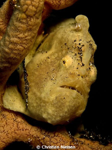 We found this little frogfish on 20 meters of water. A li... by Christian Nielsen 